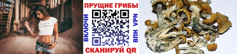 где продают наркотики  Каменногорск  Псилоцибиновые грибы Psilocybe 